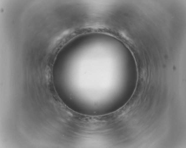 X0000088661398200706152021