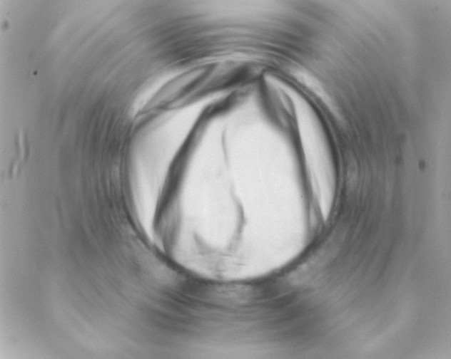 X0000088661417200706152021