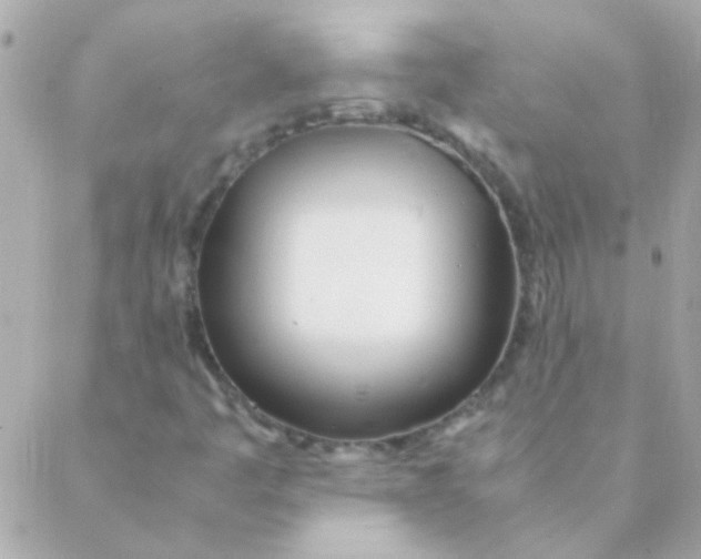 X0000088661445200706152020