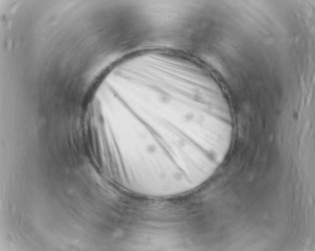 X0000088661452200706152020