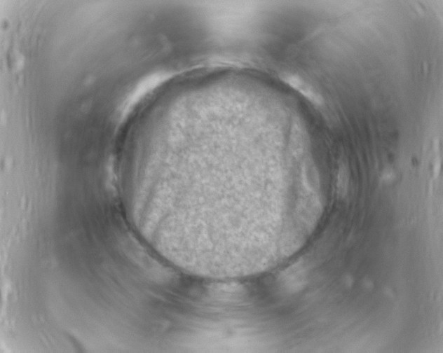 X0000088661454200706152020