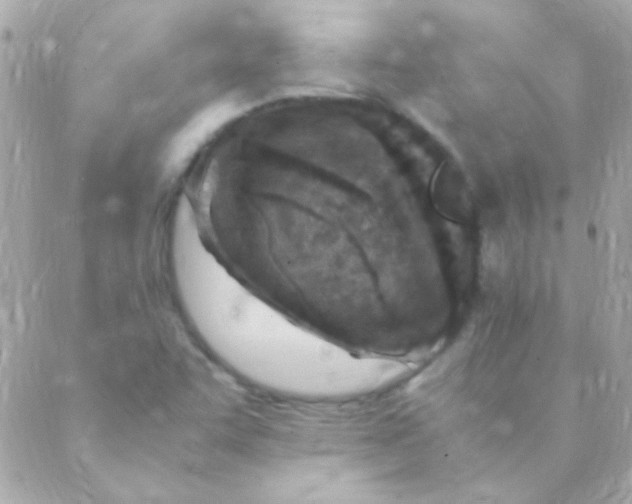 X0000088661455200706152020