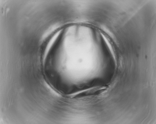 X0000088661456200706152020