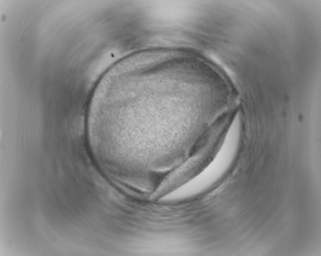 X0000088661459200706152020