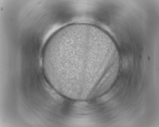 X0000088661462200706152020