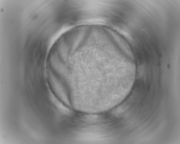 X0000088661470200706152020