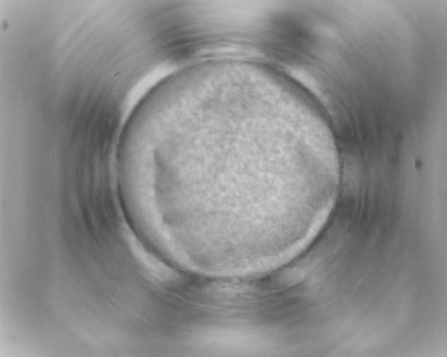 X0000088661474200706152020