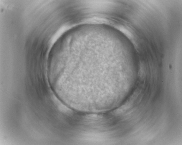 X0000088661478200706152020