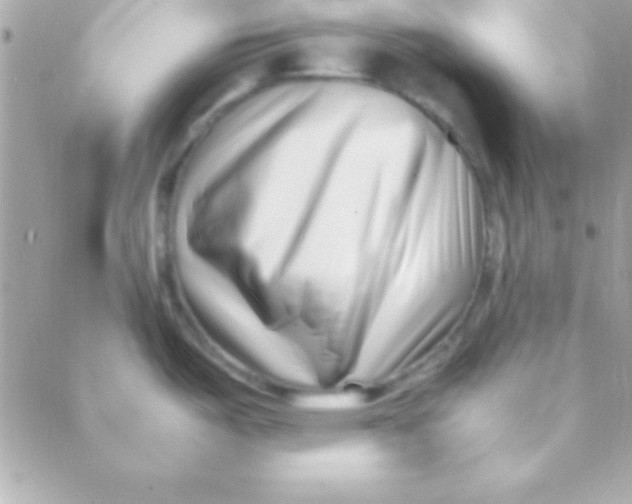 X0000088661487200706152020