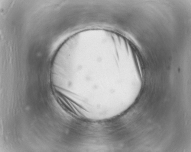 X0000088661504200706152019