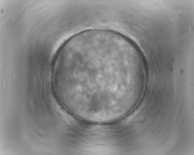 X0000088661506200706152019