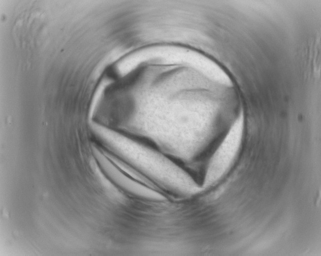 X0000088661521200706152020