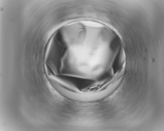 X0000088661534200706152020