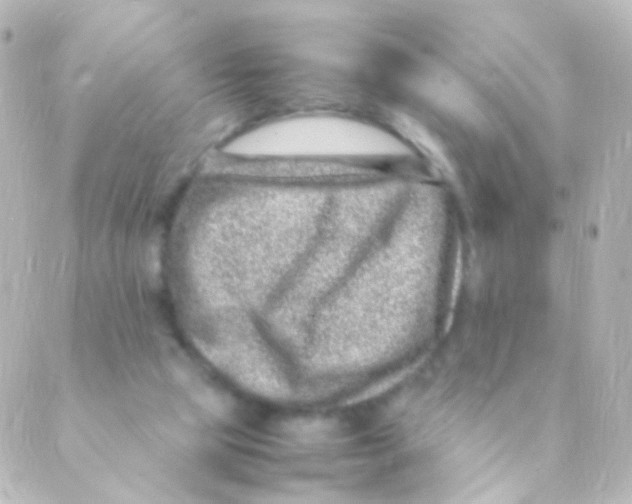 X0000088660065200706221646