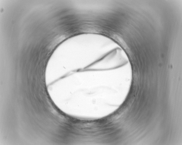 X0000088660433200706221639