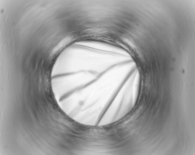 X0000088661354200706221625