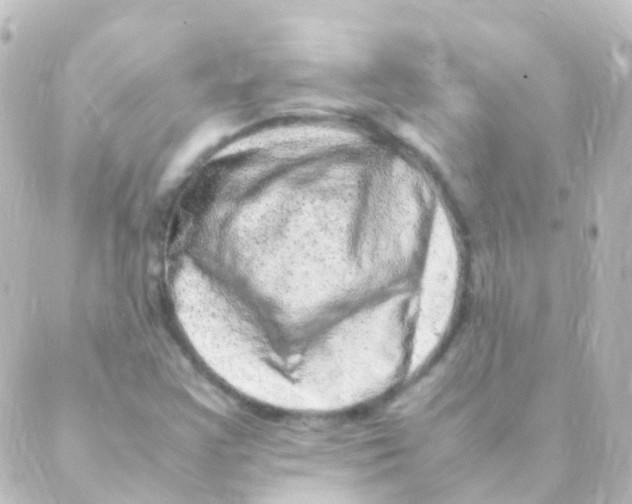 X0000088661355200706221625