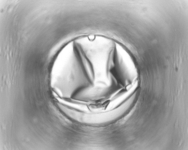 X0000088661502200706221622