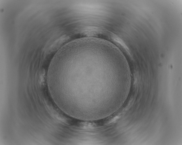 X0000088670073200705311153