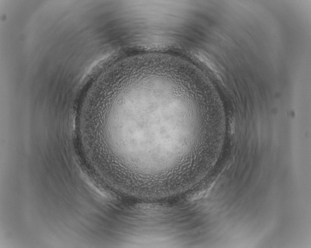 X0000088670733200705311142