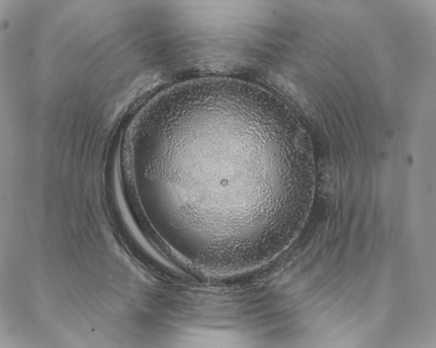 X0000088670738200705311142
