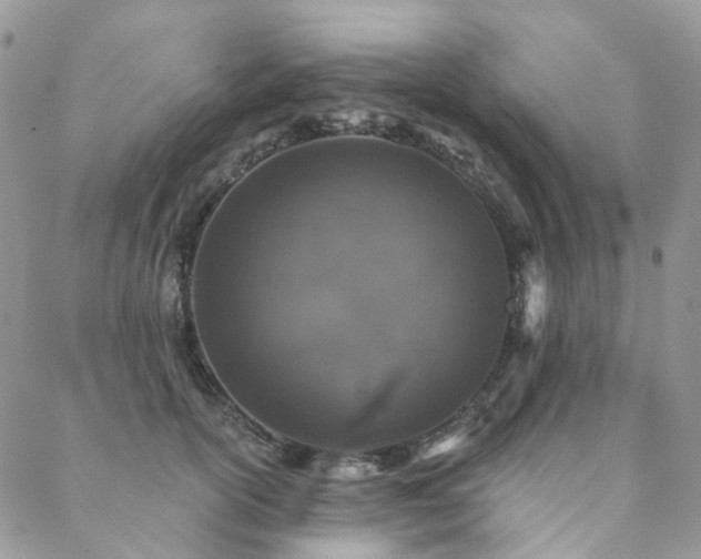 X0000088670754200705311142