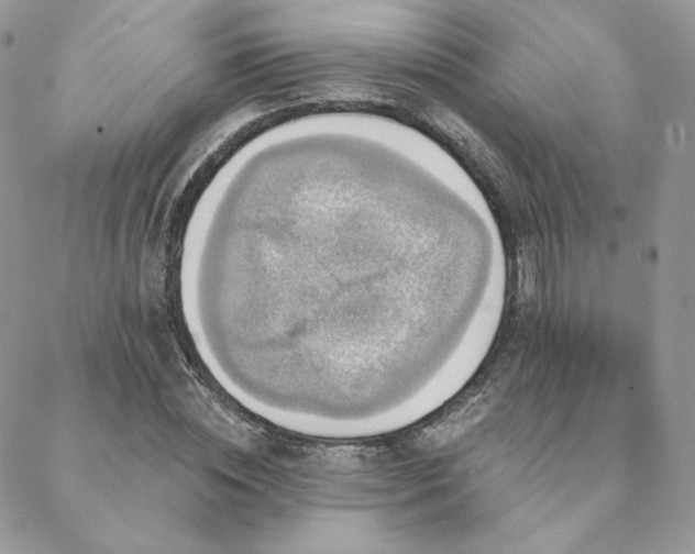 X0000088670828200705311140