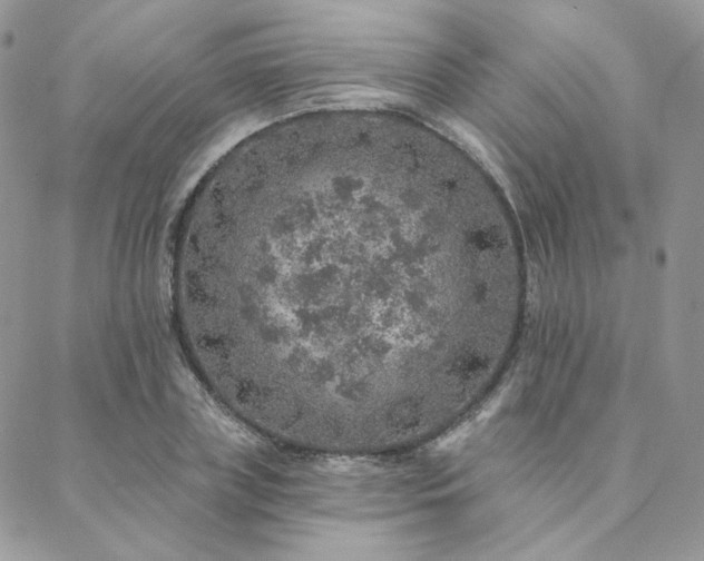 X0000088670835200705311141
