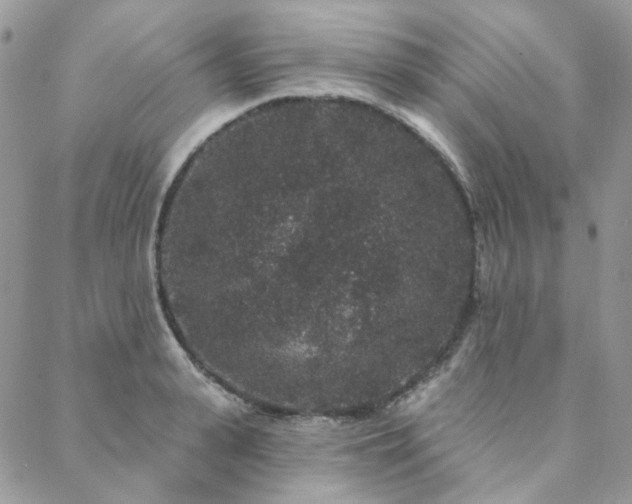 X0000088670943200705311139