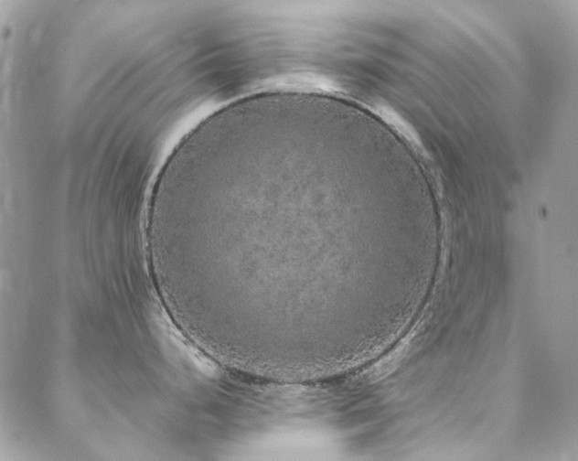 X0000088671248200705311135