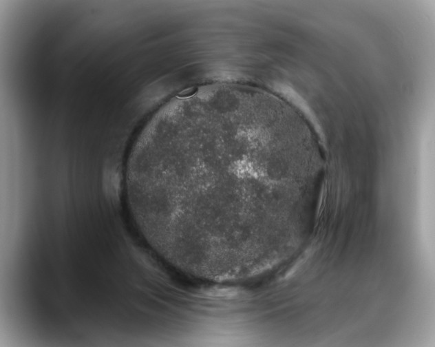 X0000088670063200706071508