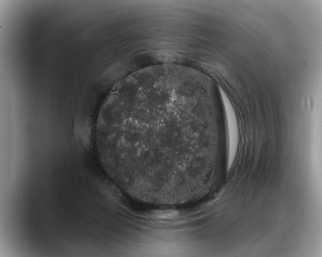X0000088670266200706071505