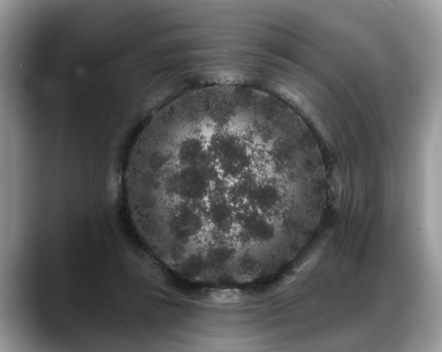 X0000088670355200706071504