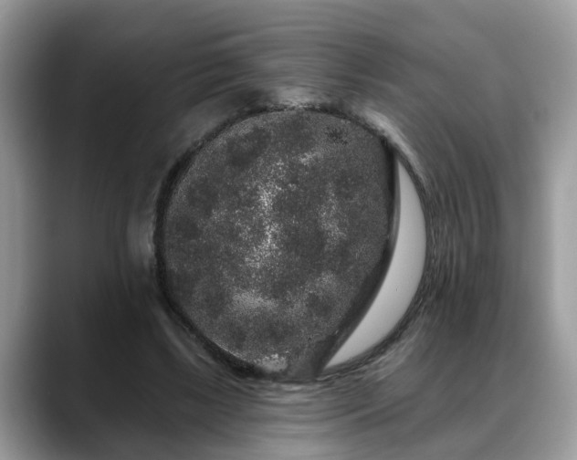 X0000088670443200706071503