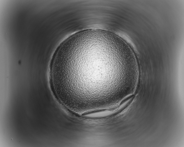 X0000088671040200706071455