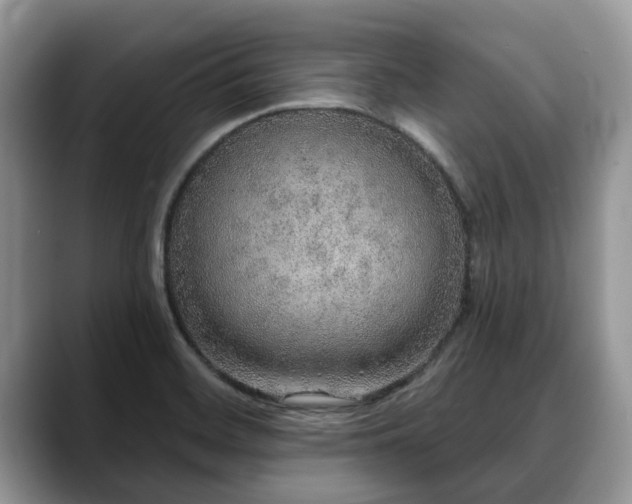 X0000088671468200706071450