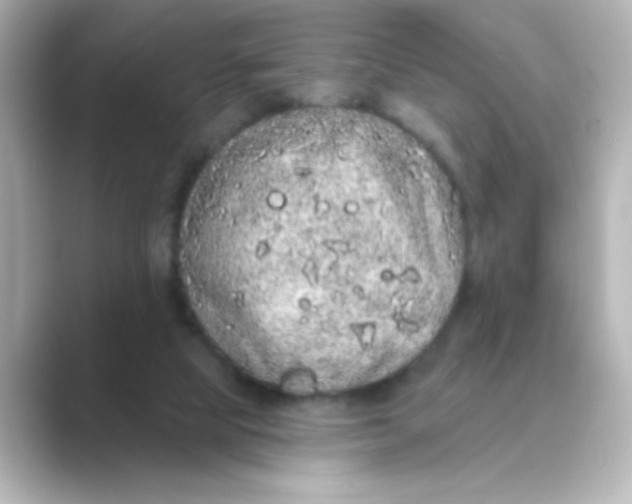 X0000088670065200706211858
