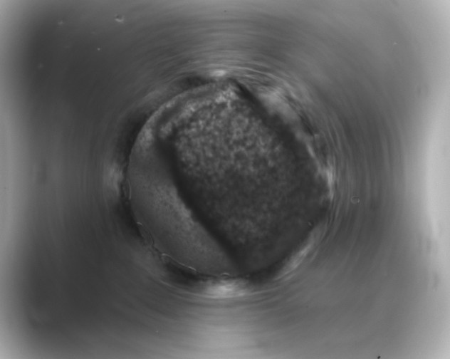 X0000088670235200706211856