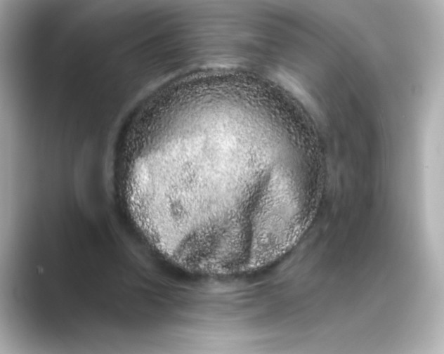 X0000088670346200706211855