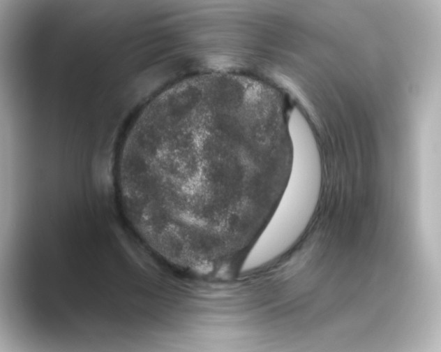 X0000088670443200706211854