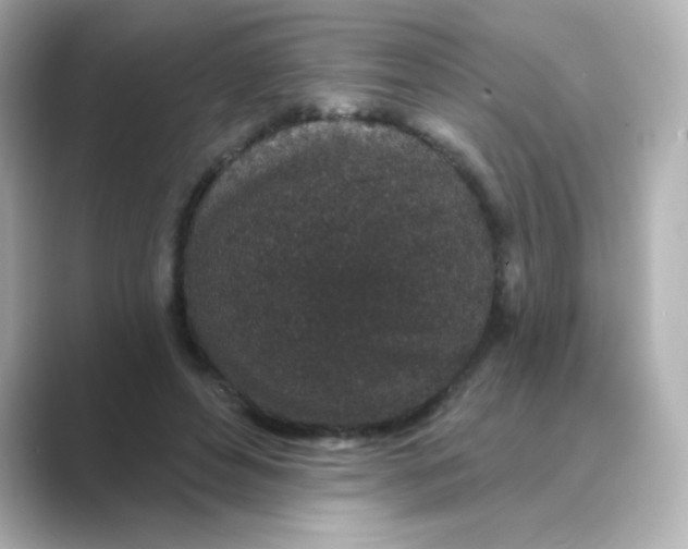 X0000088670496200706211853