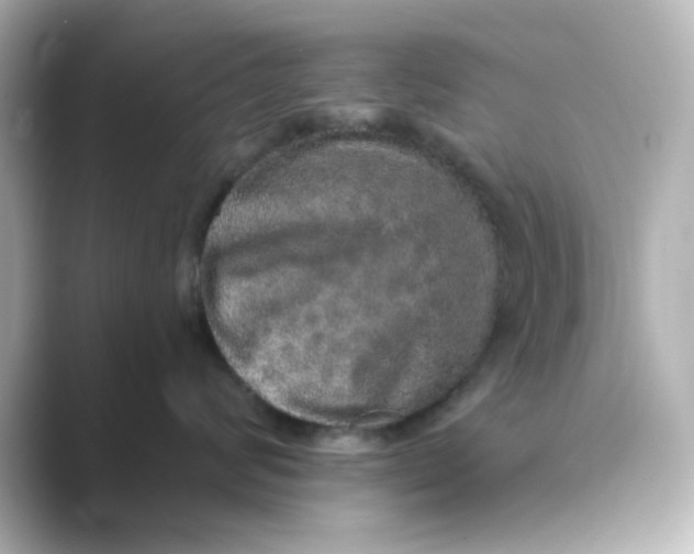 X0000088670624200706211852