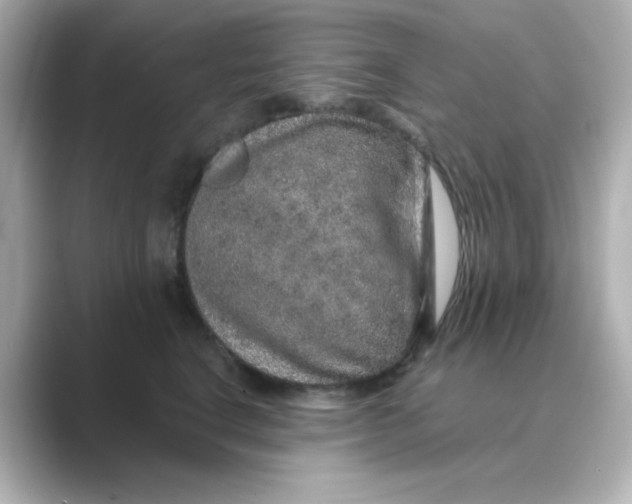 X0000088670664200706211852