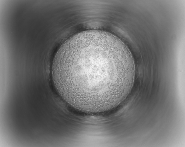 X0000088670737200706211850