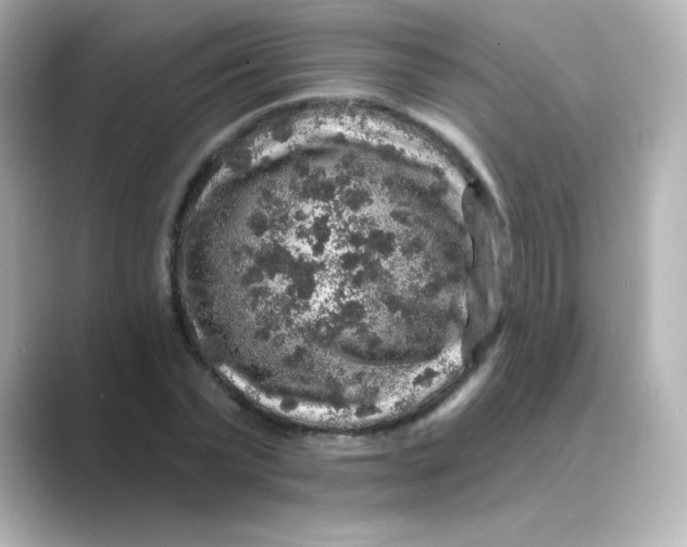 X0000088670783200706211850