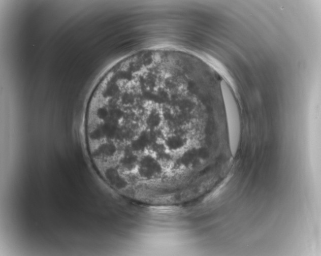 X0000088670863200706211850