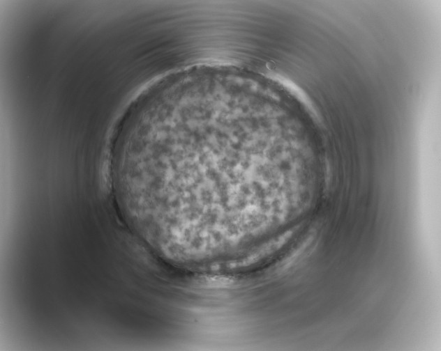 X0000088670878200706211849
