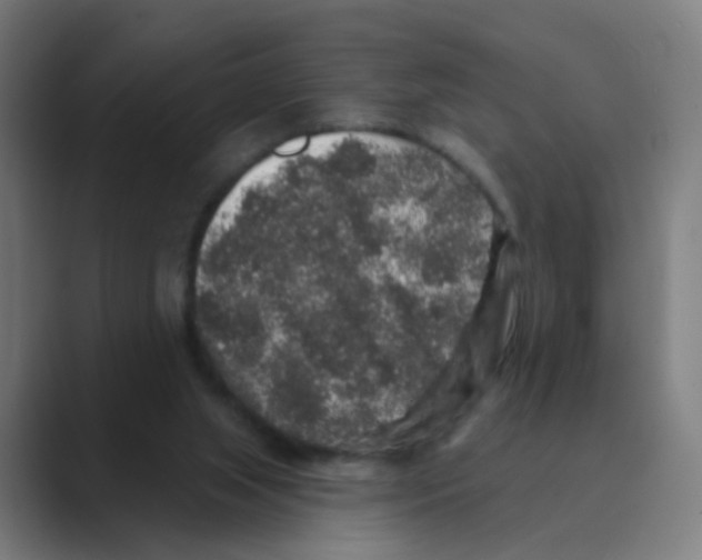 X0000088670063200706281930