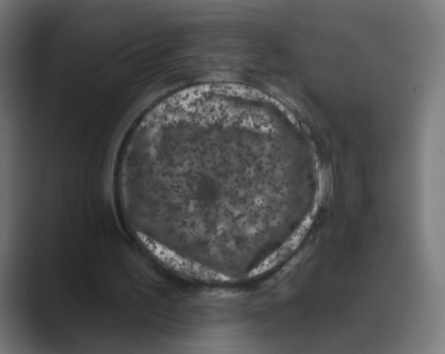 X0000088670195200706281928