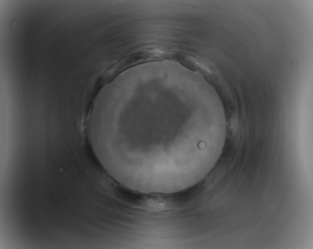 X0000088670423200706281925